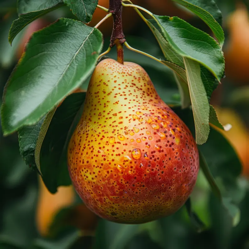 Davidoff Cool Water Sea Rose - Image 3