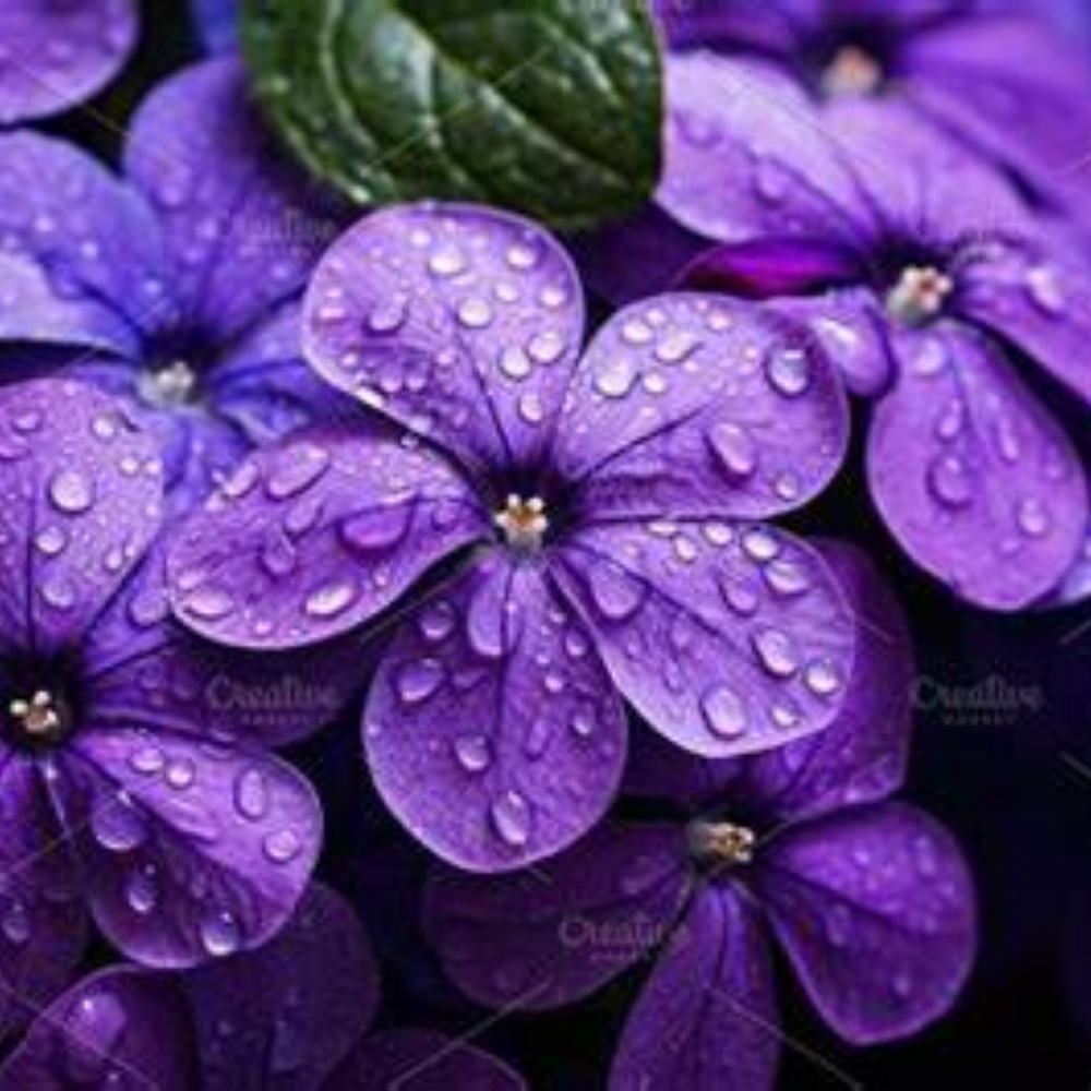 Davidoff Cool Water Sea Rose - Image 4