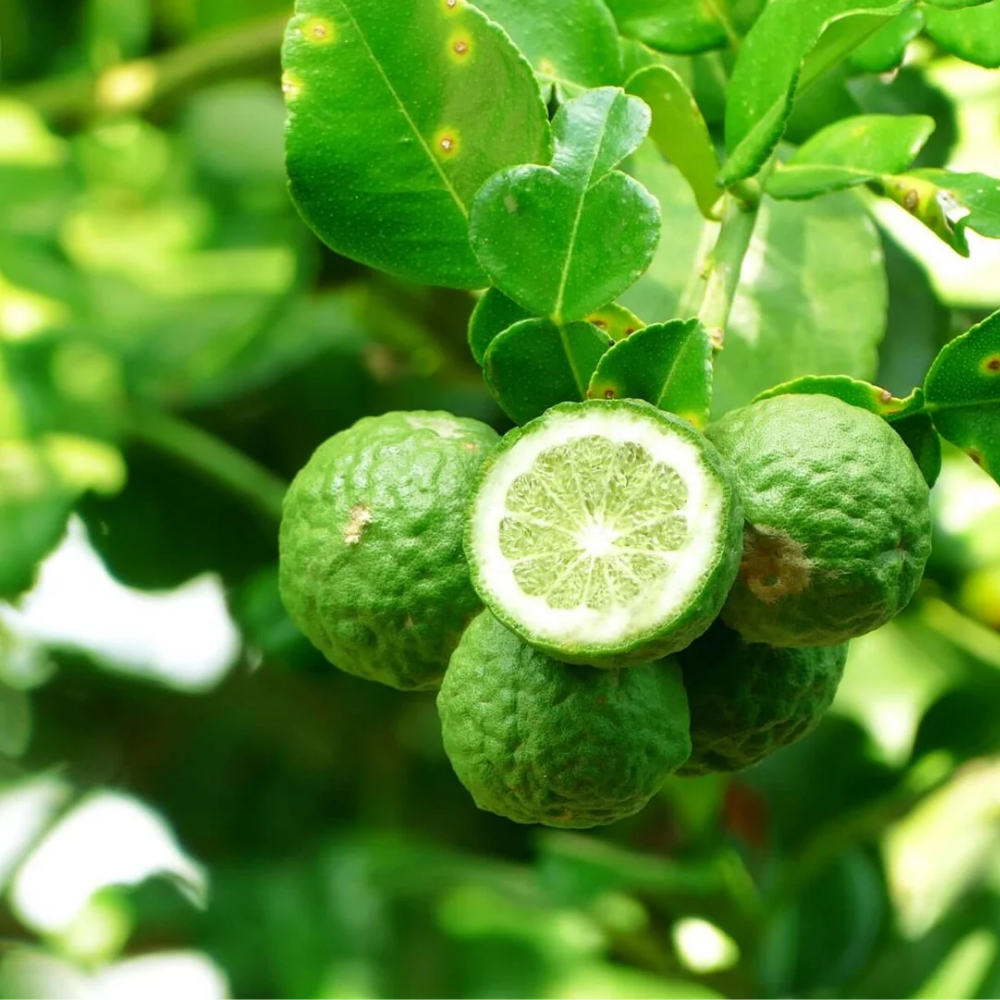 Mont Blanc Explorer - Tester - Image 3