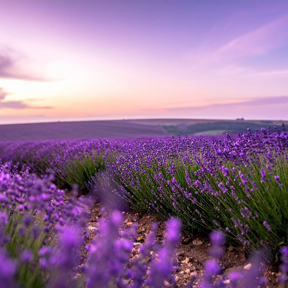 Salvatore Ferragamo F Pour Homme for men - Image 3